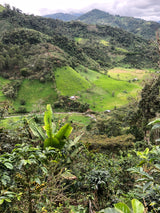 Angel Filter - El Oso, Peru