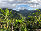 Iconic - El Oso Geisha, Peru