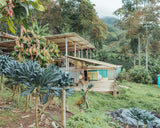 Producer - Pink Bourbon Natural, Colombia