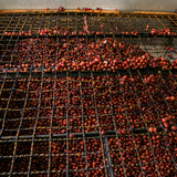 Iconic - Sweet Valley, Colombia