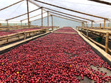Double Villamaria & Decaf Villamaria Pack