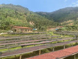 Iconic - Kinini Anaerobic, Rwanda