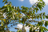 Producer - Wamuguma, Kenya