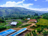 Iconic - Kinini Anaerobic, Rwanda