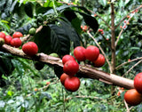Producer - Pink Bourbon Washed, Colombia